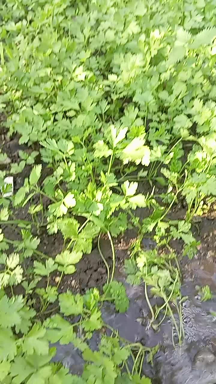 @elifsvml