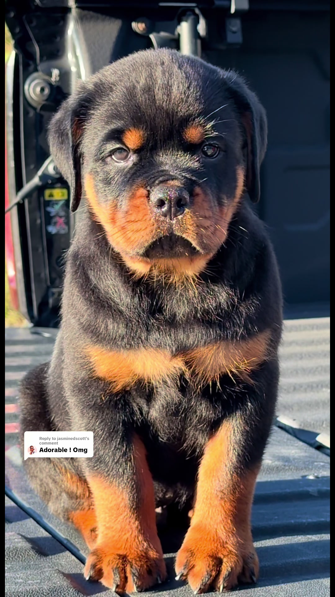 @King Vasko Rottweilers