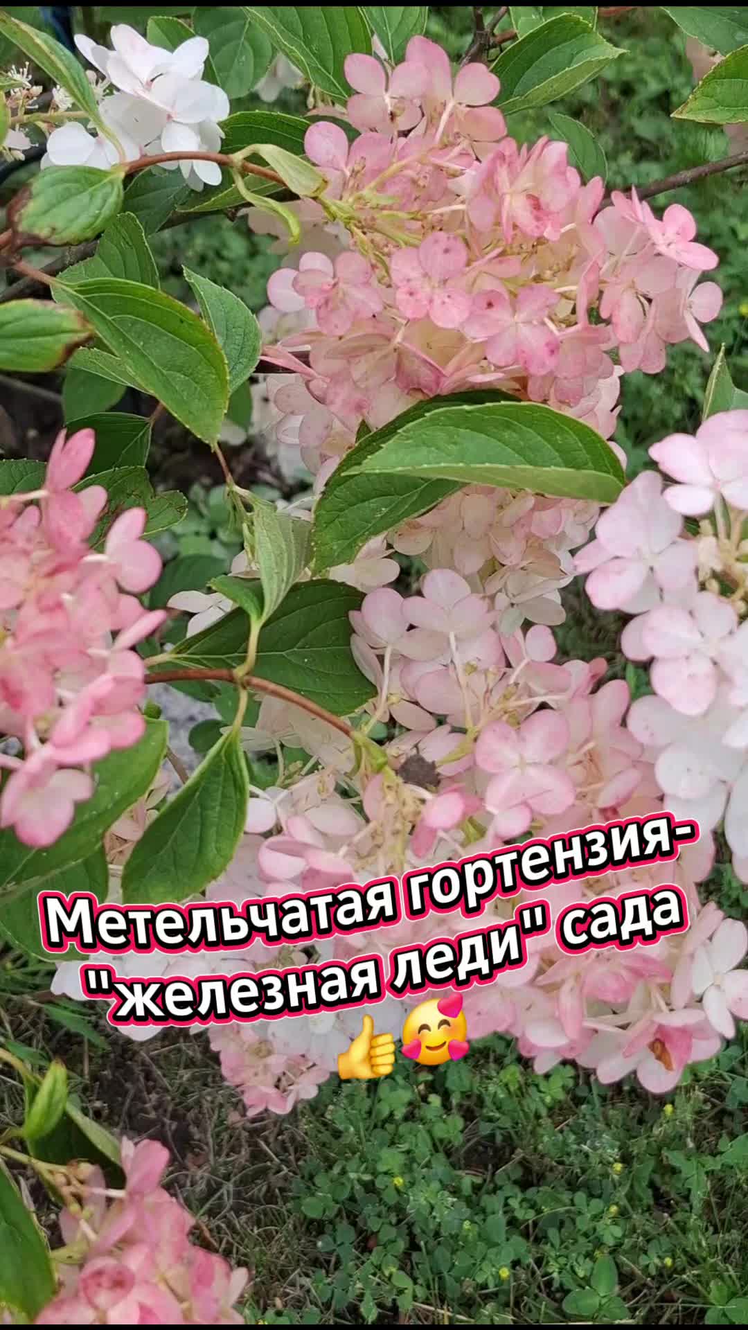 @Valentina