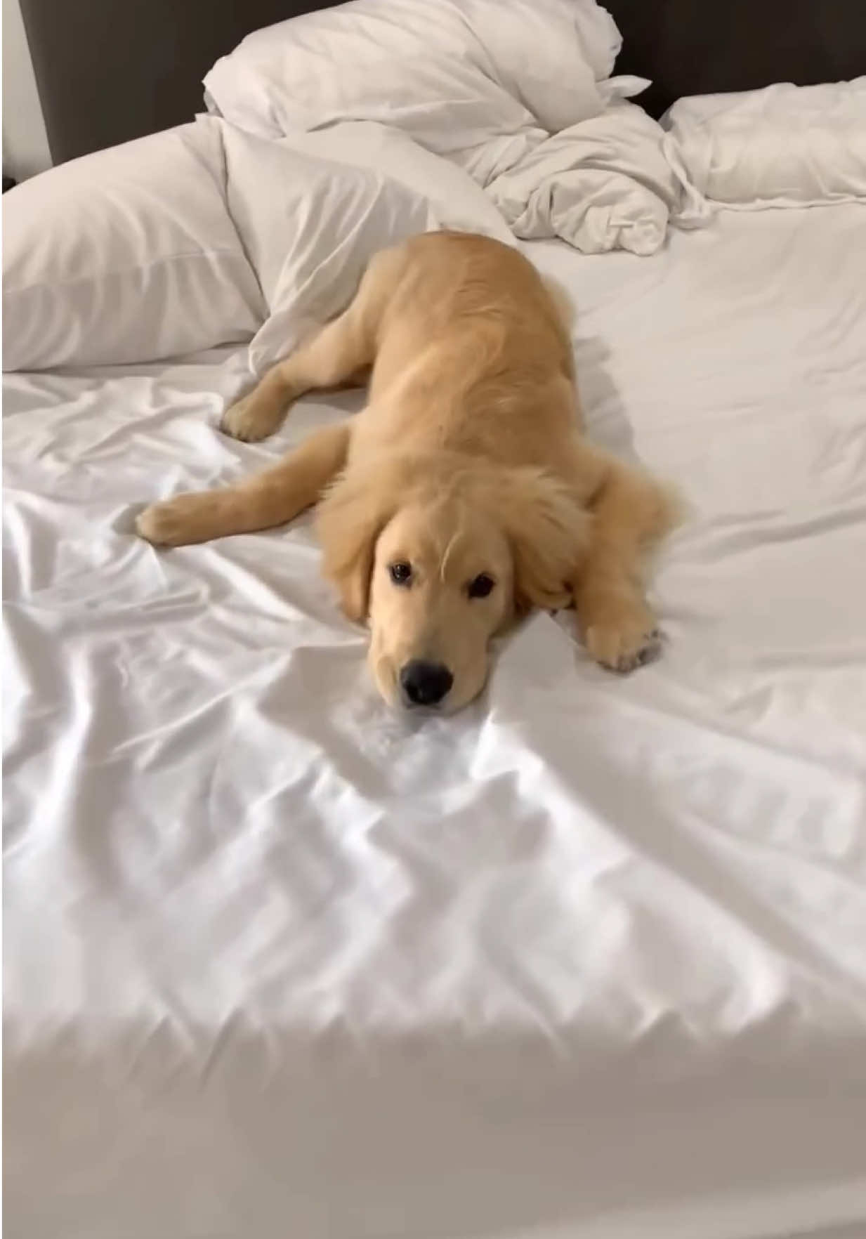 @kolom_golden_retrievers