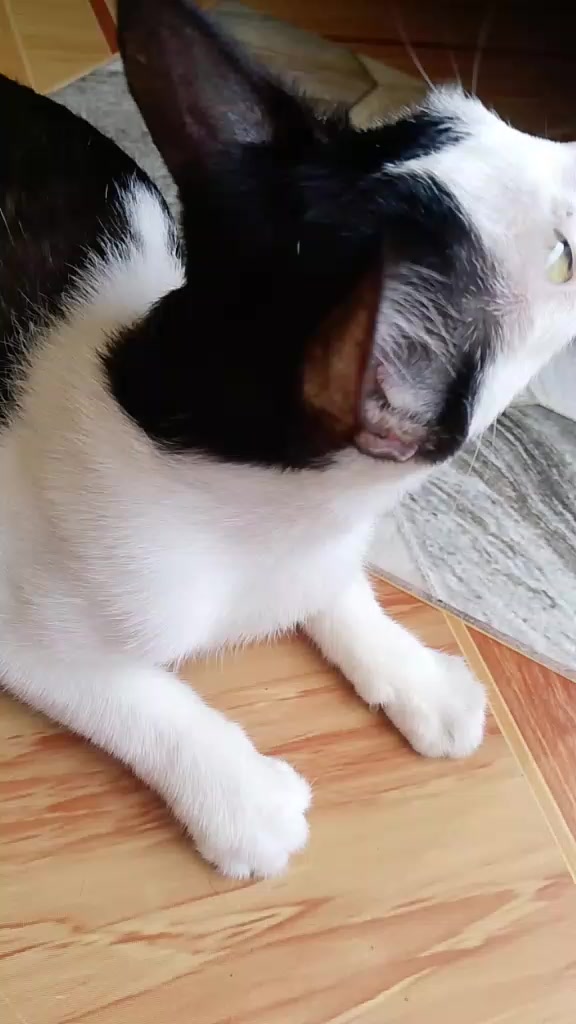 @sny meow🐈