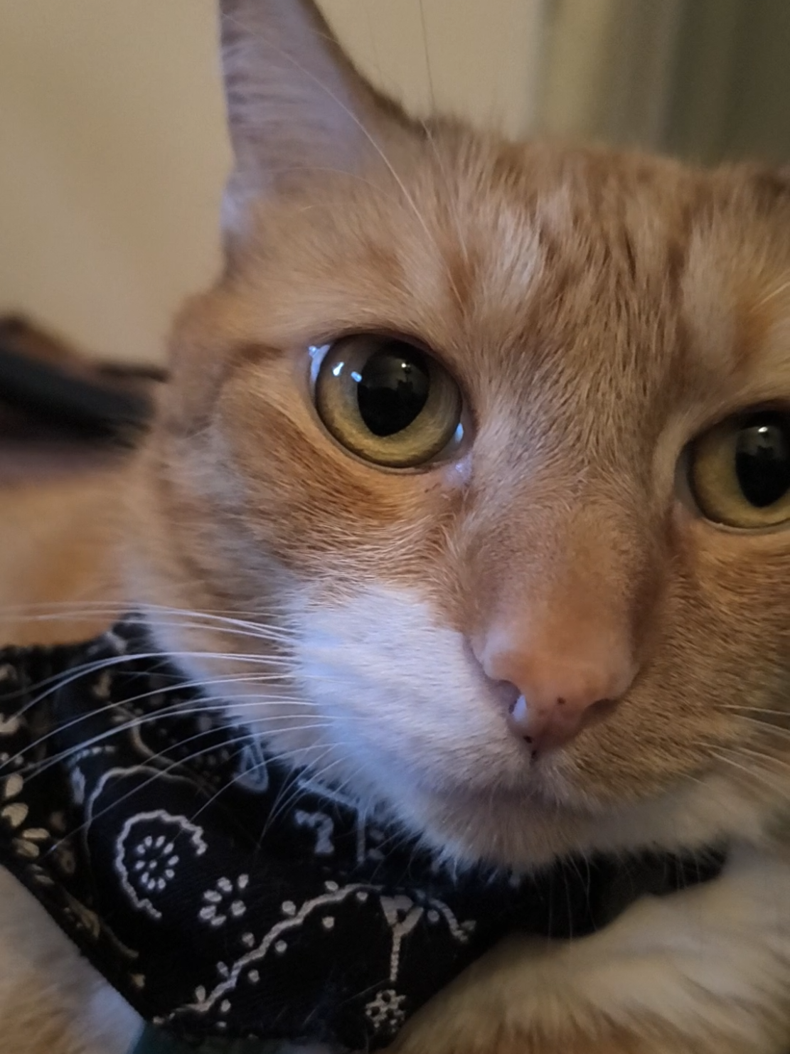 @Oskarcats