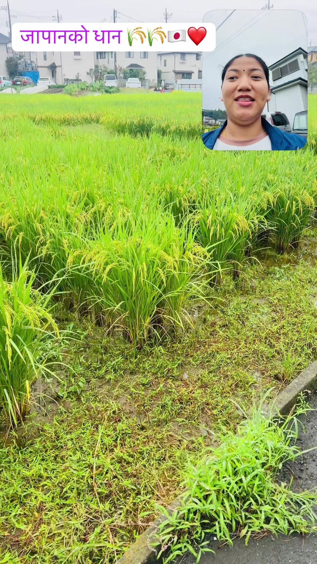 @Rupa Budha Magar