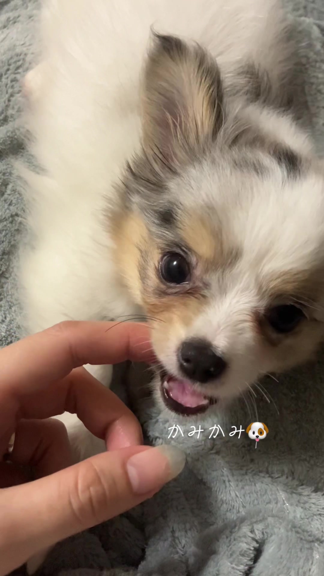 @3939ちゃん🐶💤