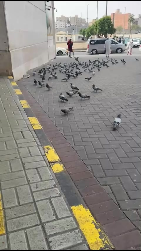 @جوتريب