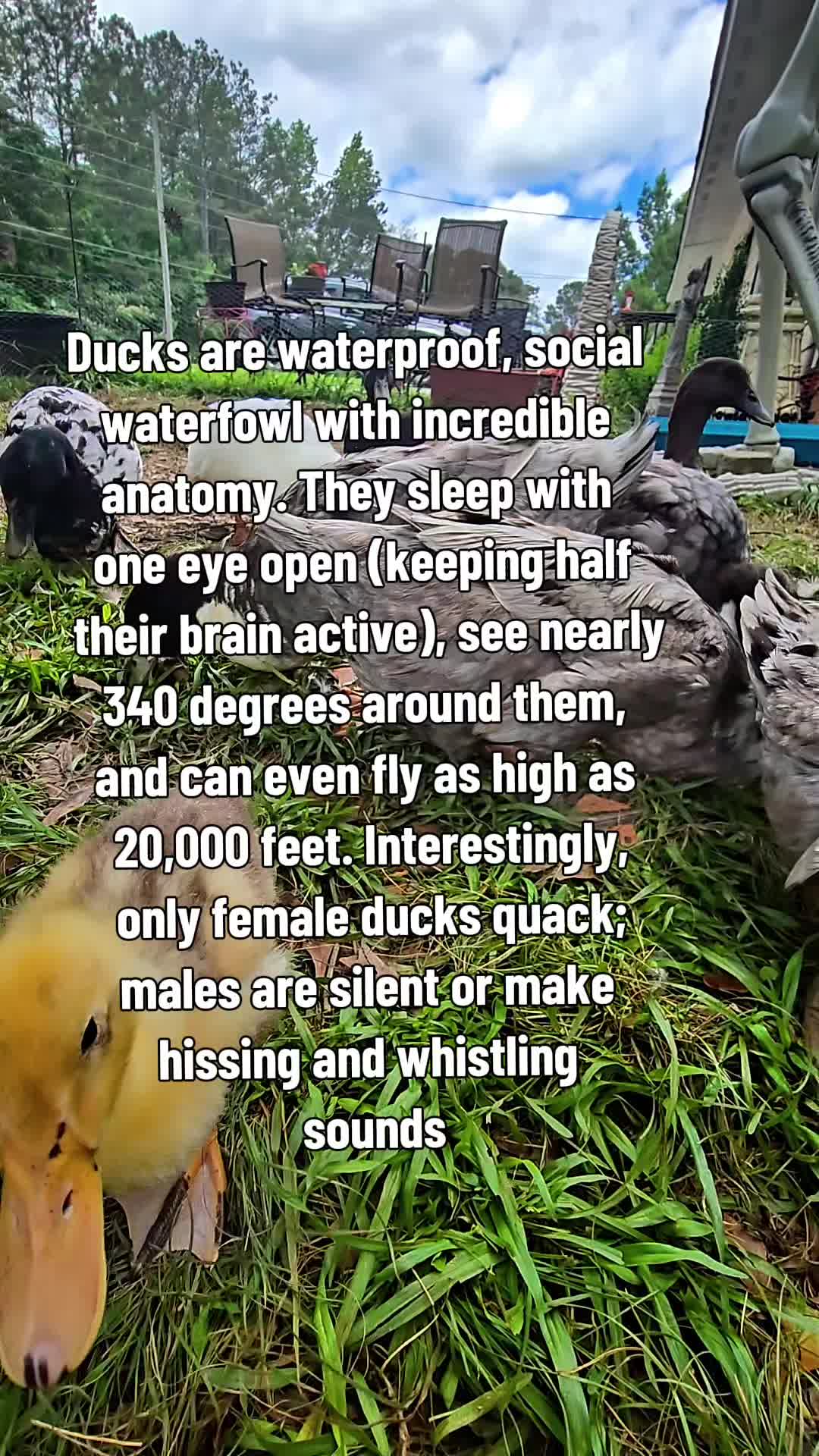 @Skeletonsonbeaverpond❌️🦆☠️