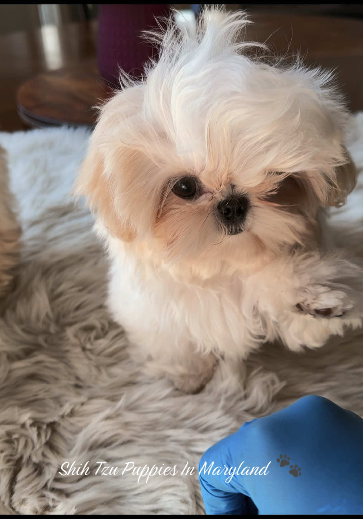 @Shih Tzu Puppies in Maryland