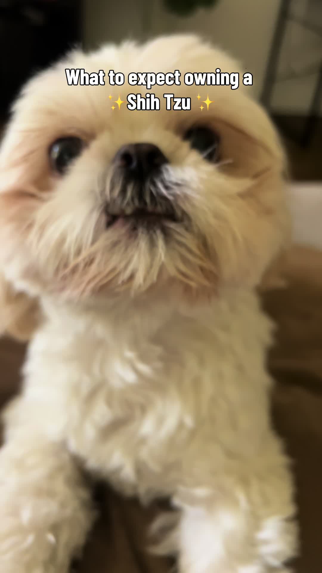 @Hugh the Shih Tzu