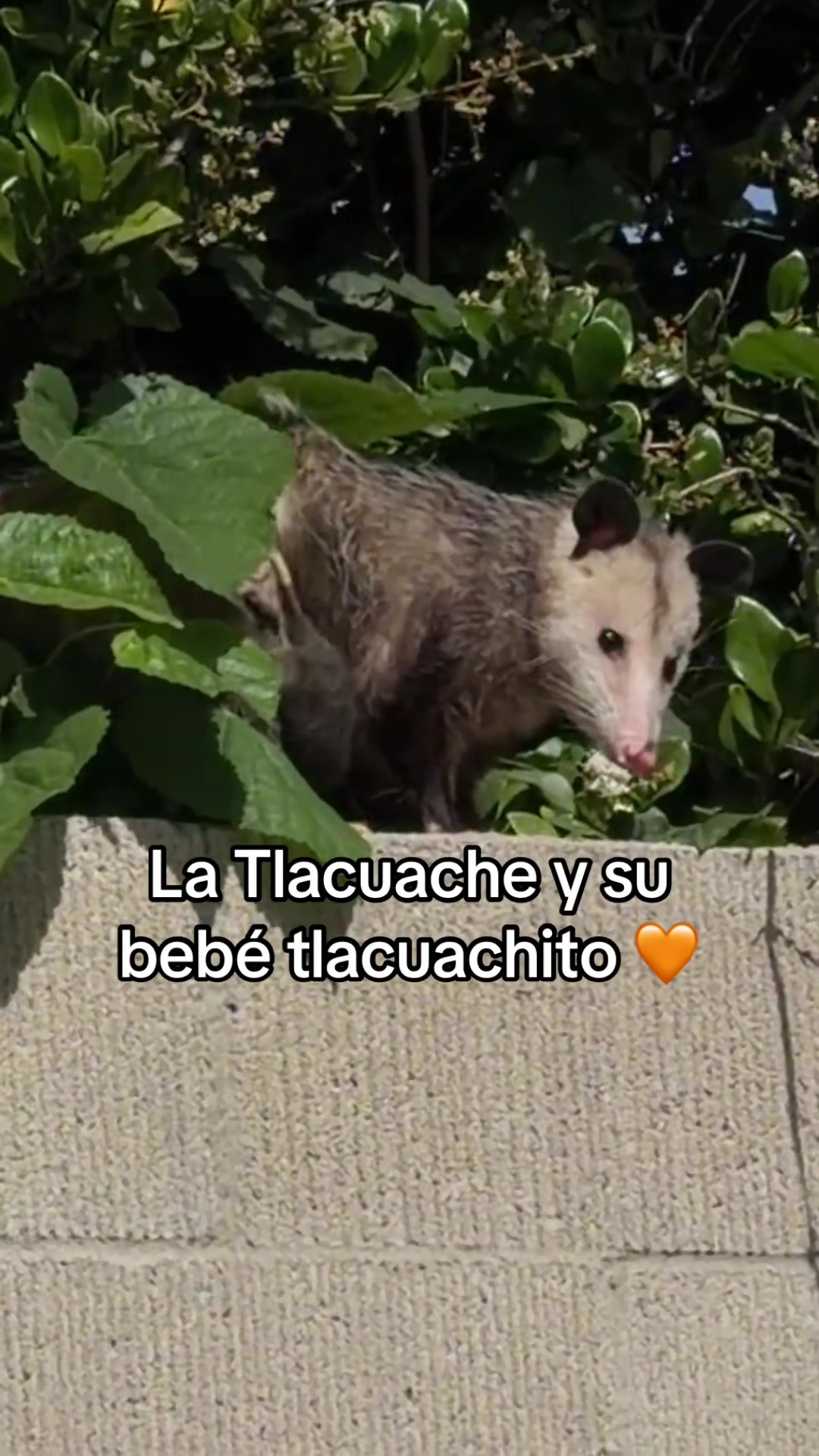 @Lore Cardenas