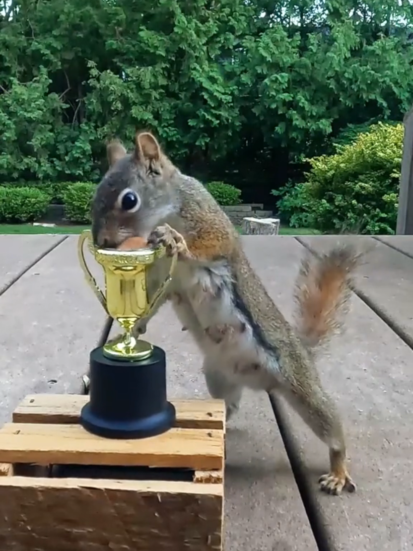 @youngmasterchu squirrel
