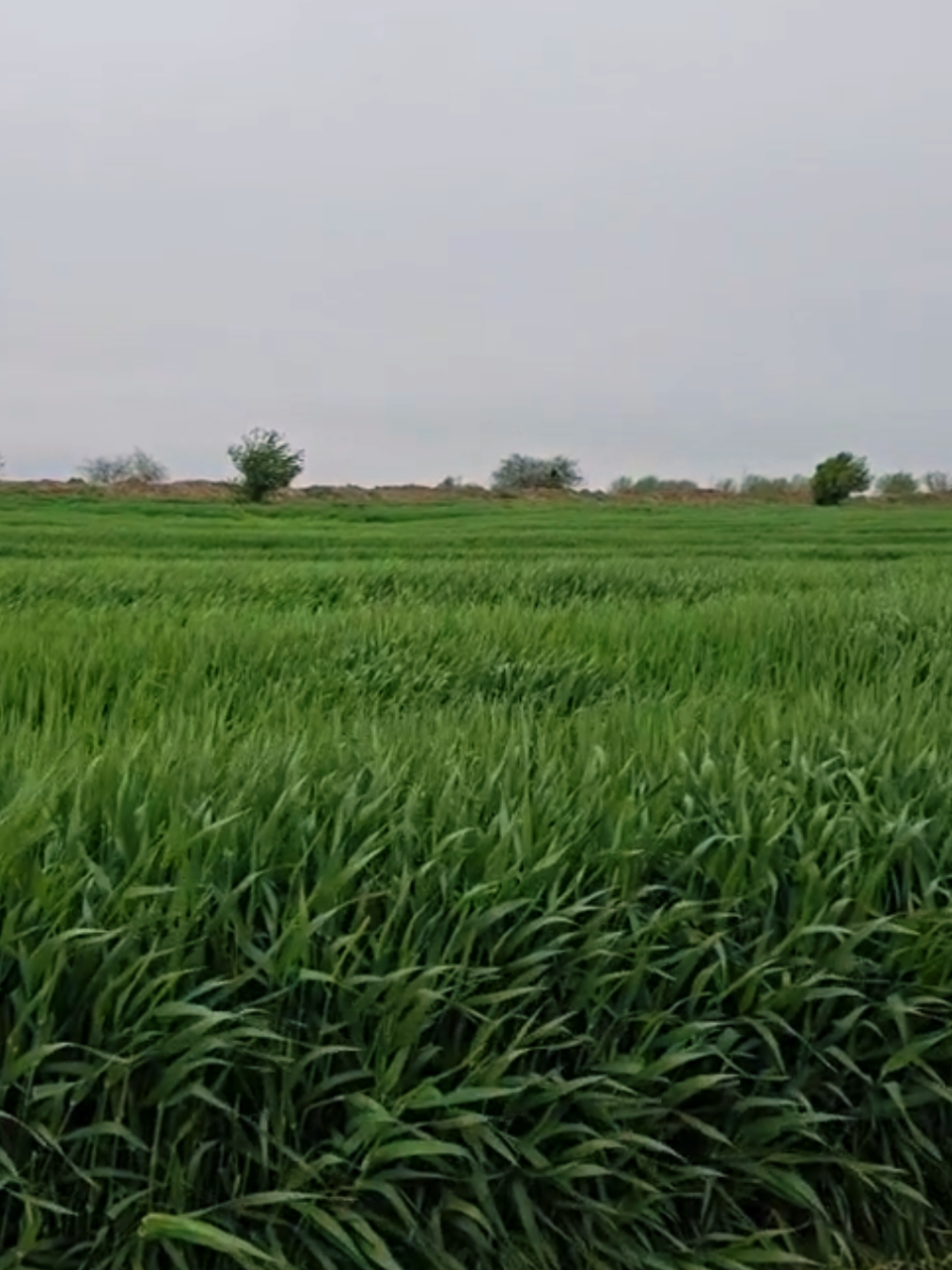 @Farmer ildırım