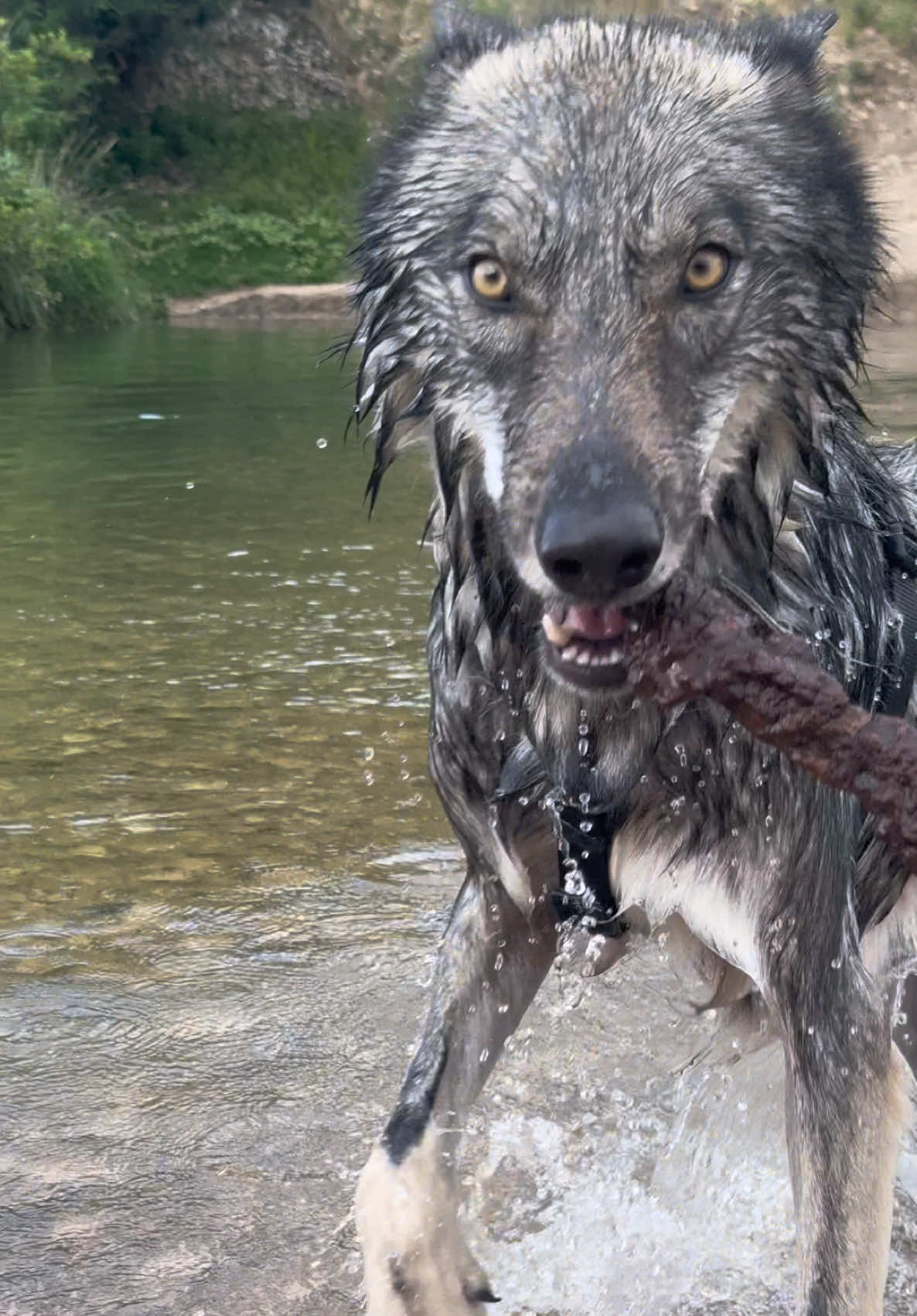 @Real_ArcaneWolfdog