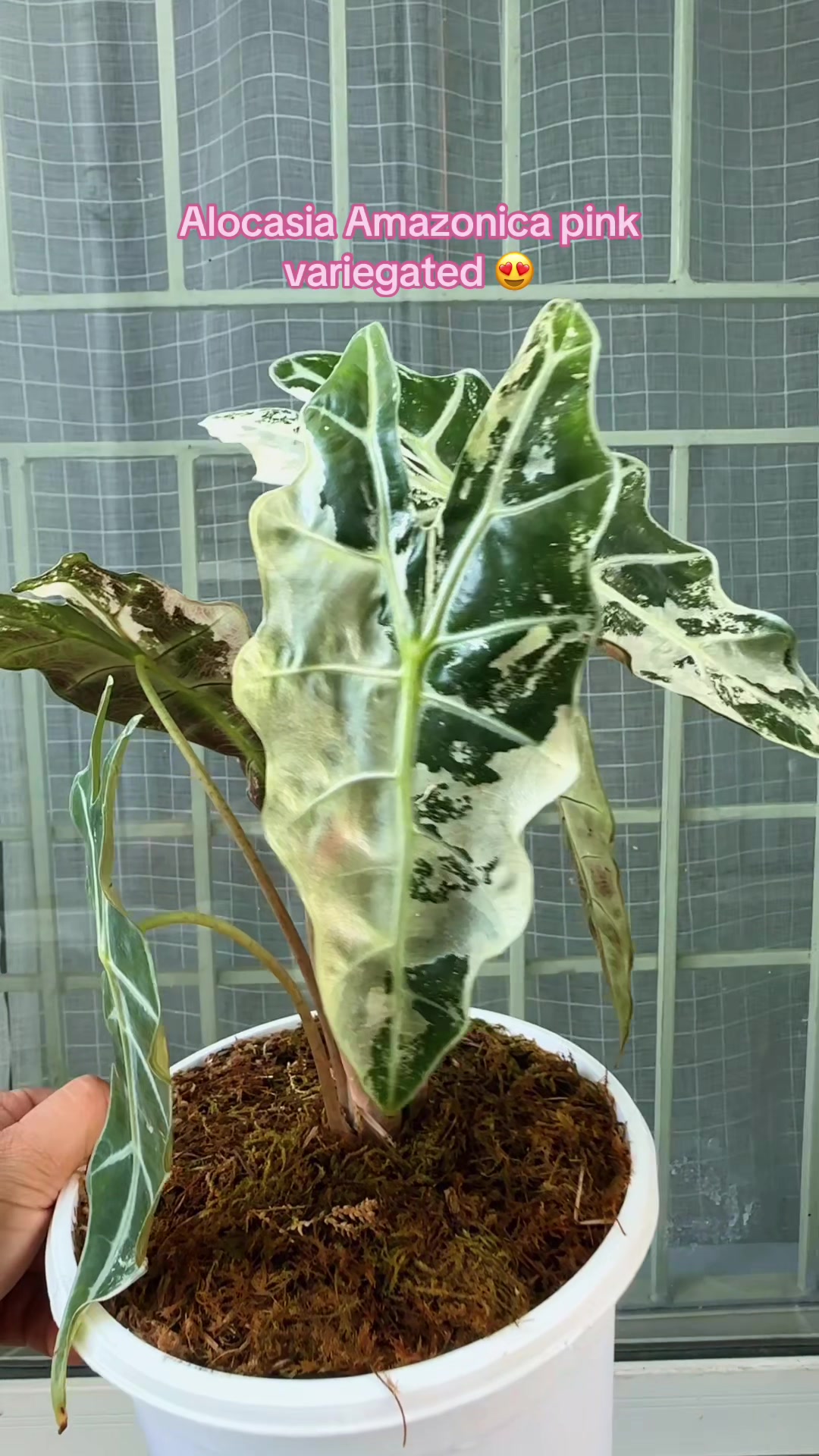 @Plantlife50