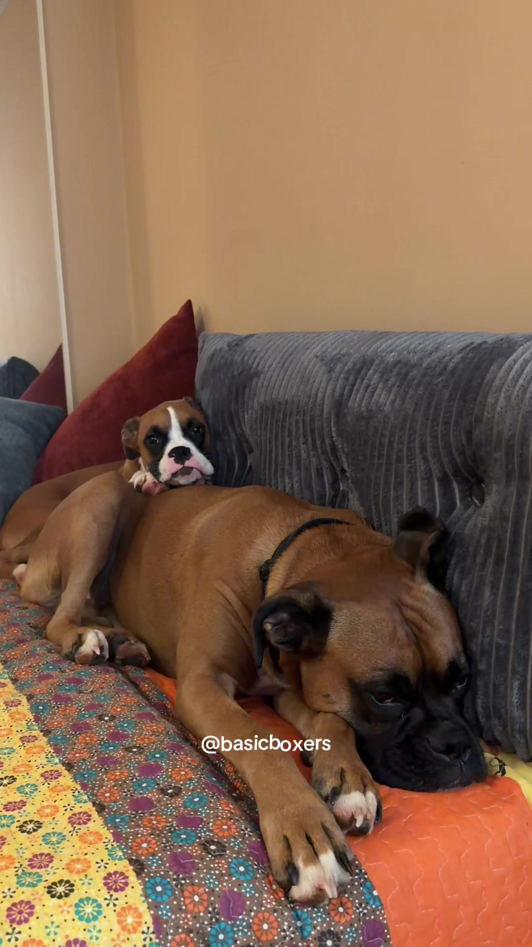 @basicboxers