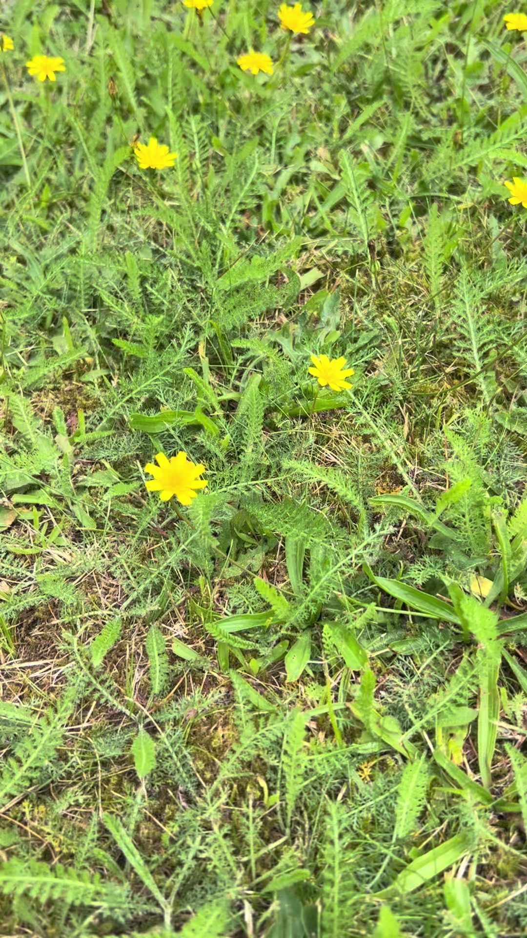 @كجا شنكالي🌾🦚