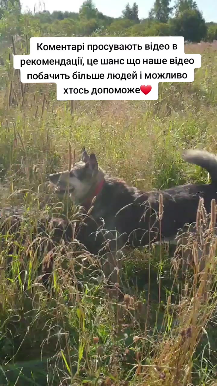 @tvarinkidobra
