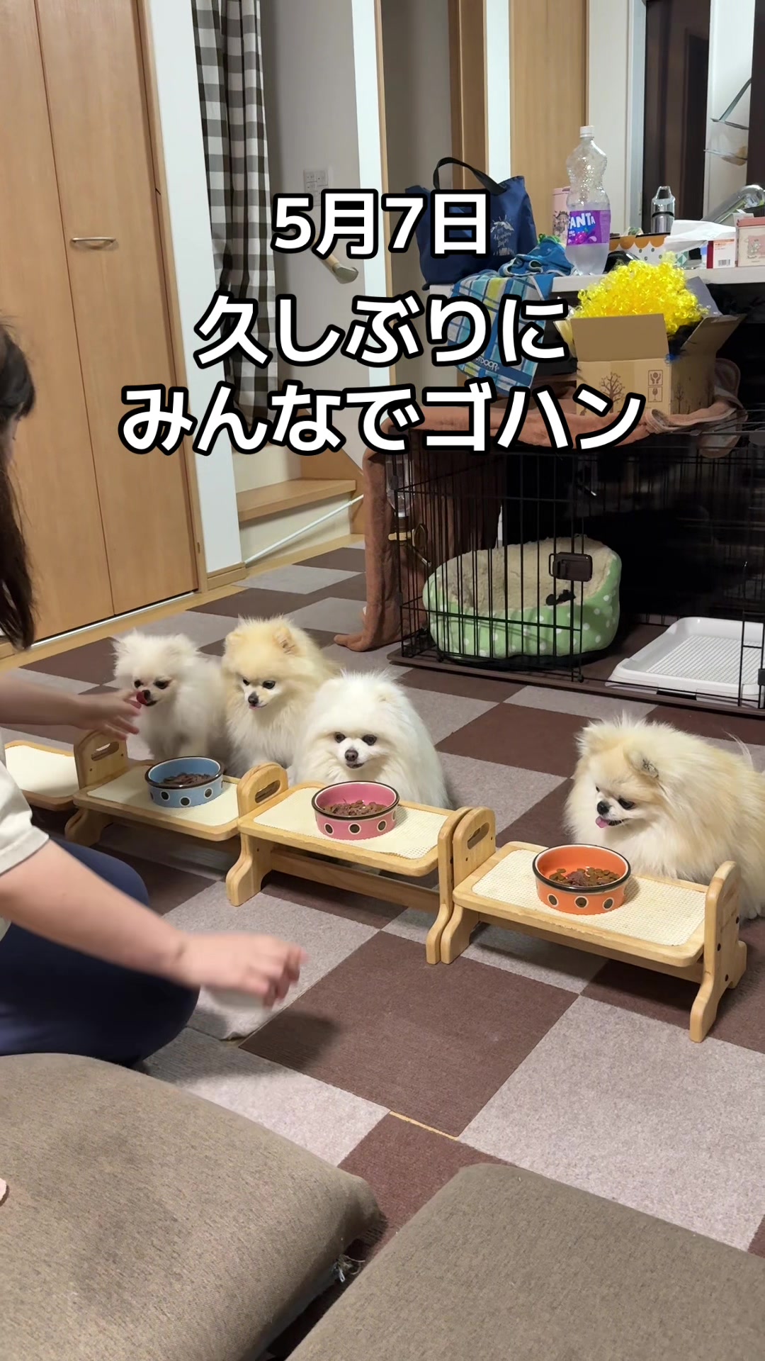 @なべちゃんチ🚐🐶🍊