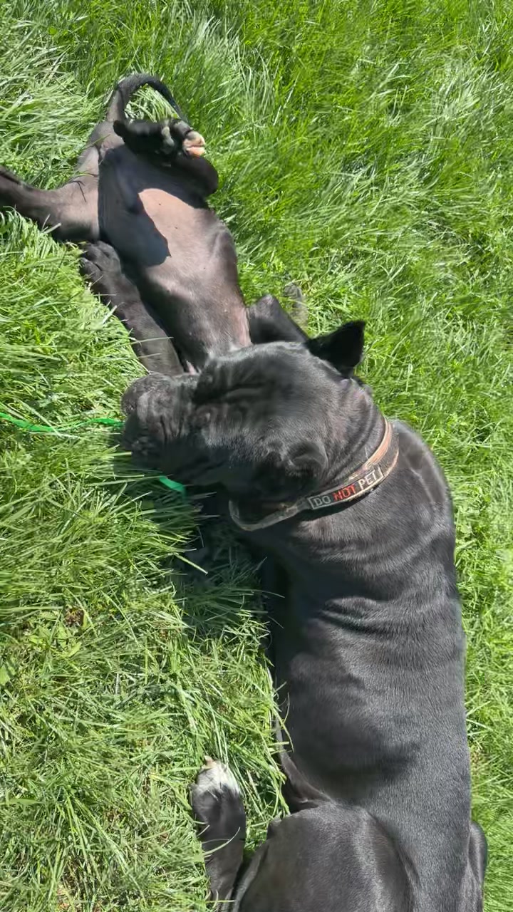 @NeroCaneCorsoKennel
