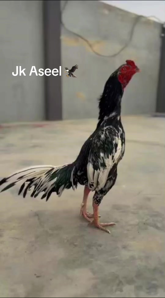 @JK Quetta Aseel