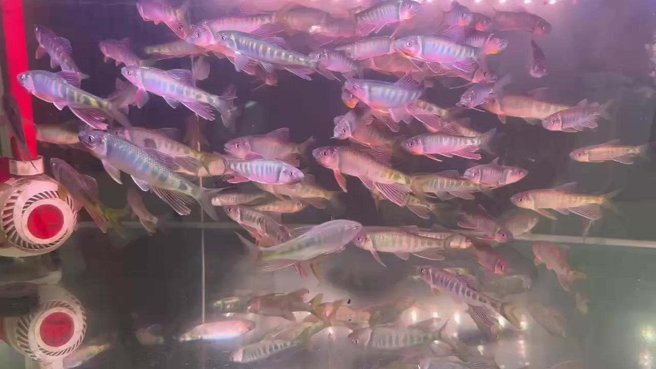 @Long chơi  hồng mi b&oacute;ng đ&ecirc;m 🦈
