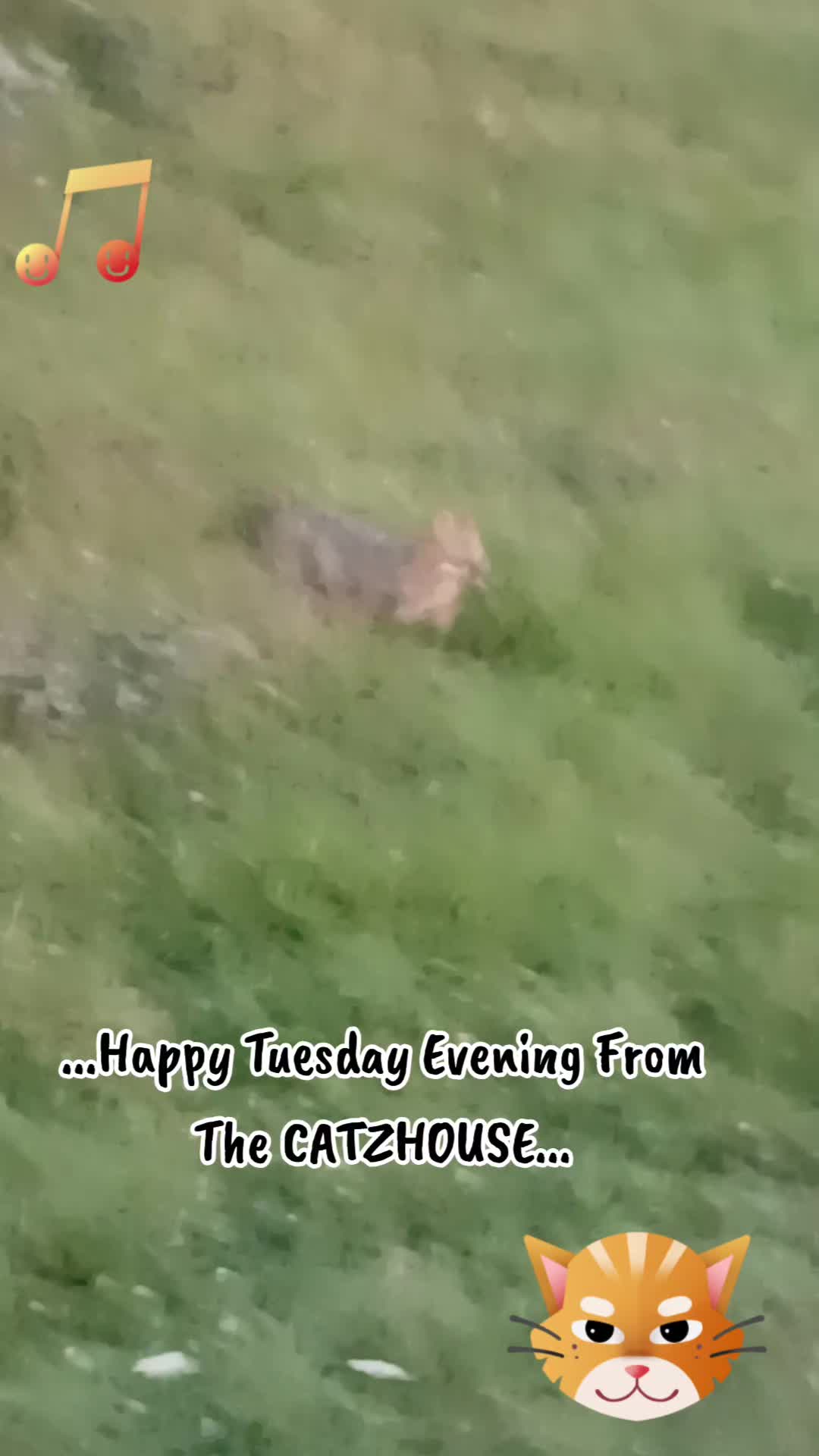 @Booh Hovey crazycatlady3