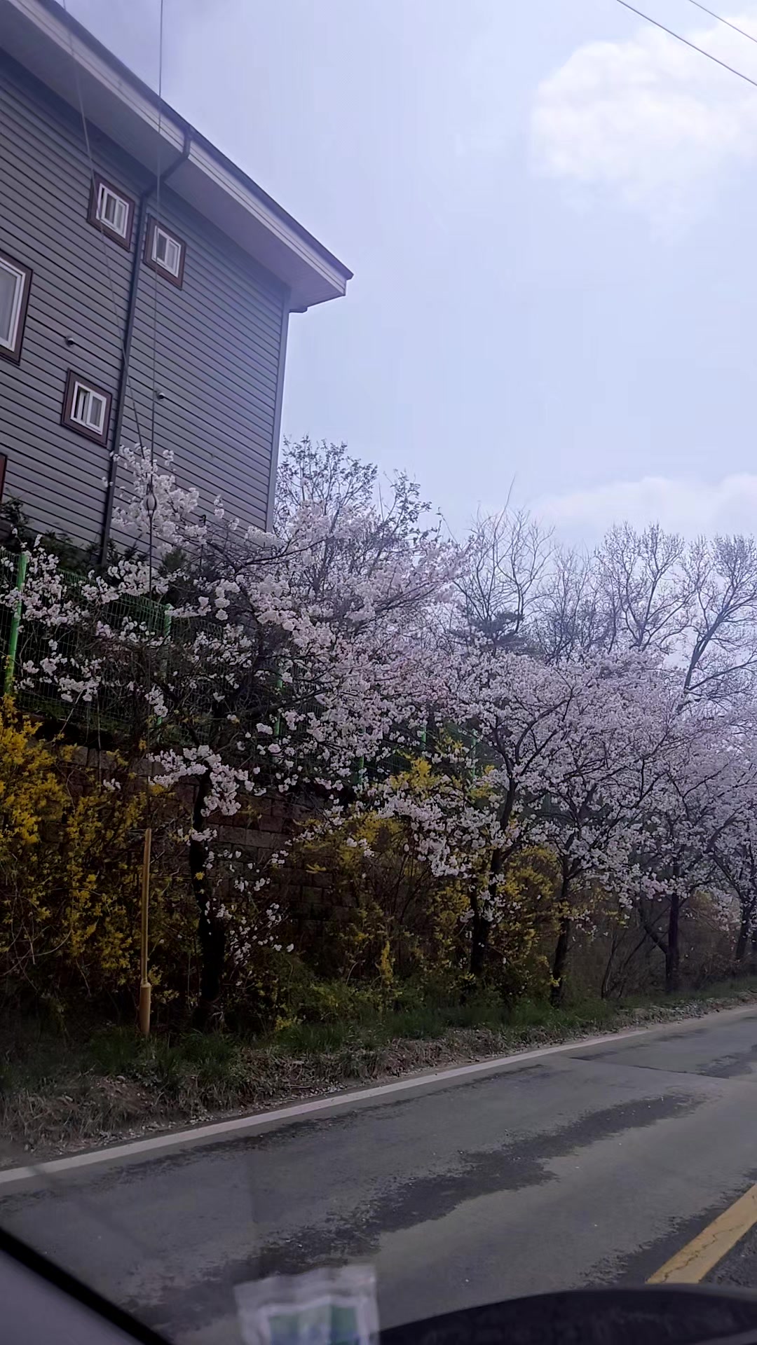 @쑥부쟁이