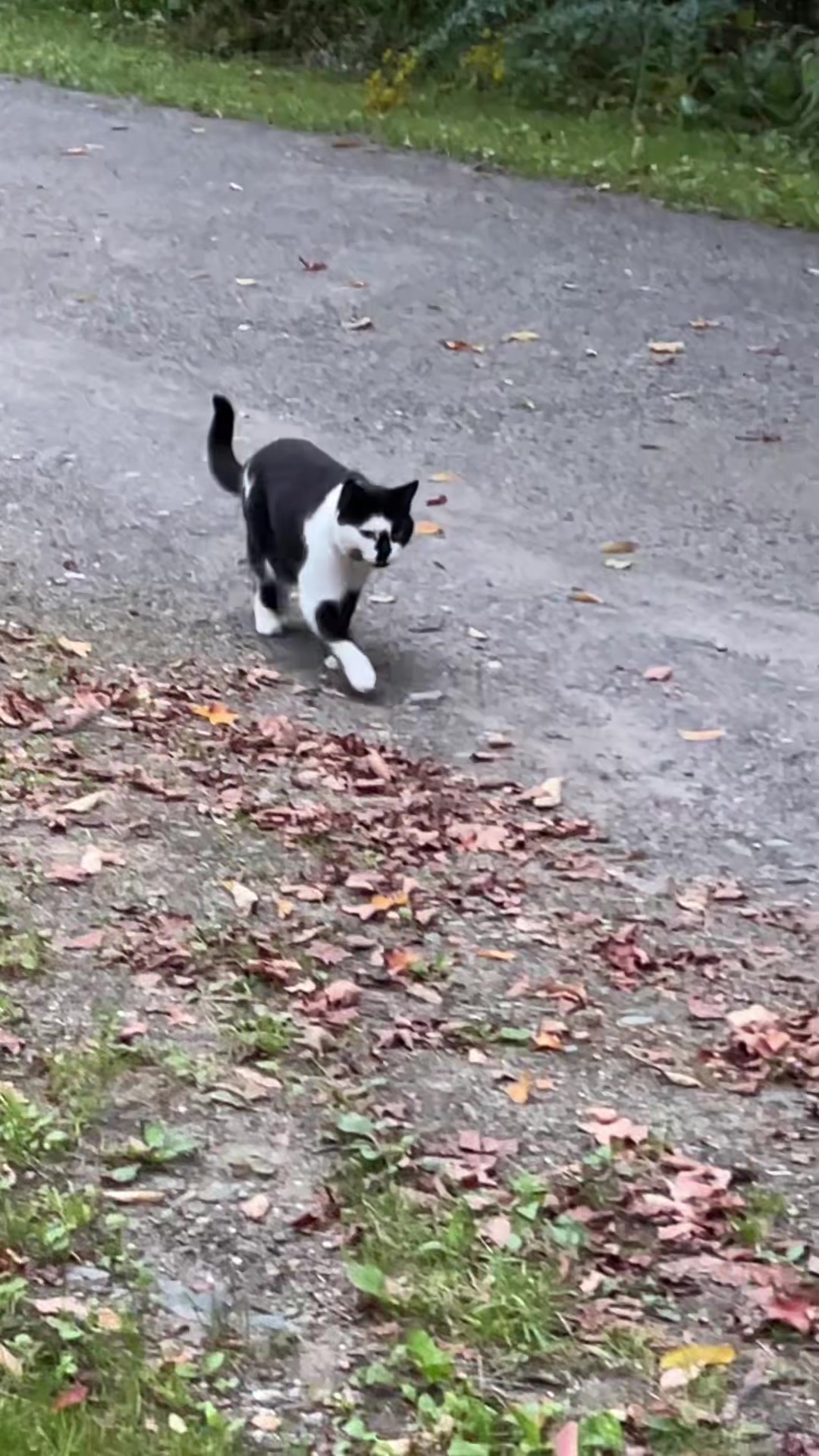 @steenercatmom
