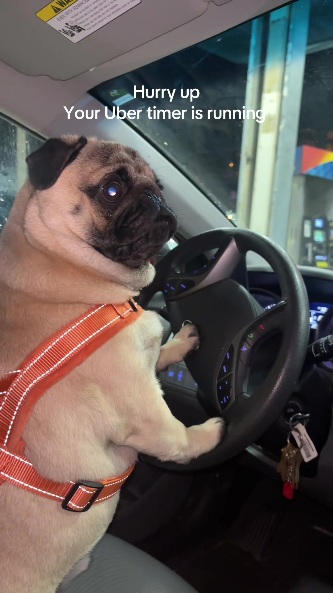 @thewinterpug