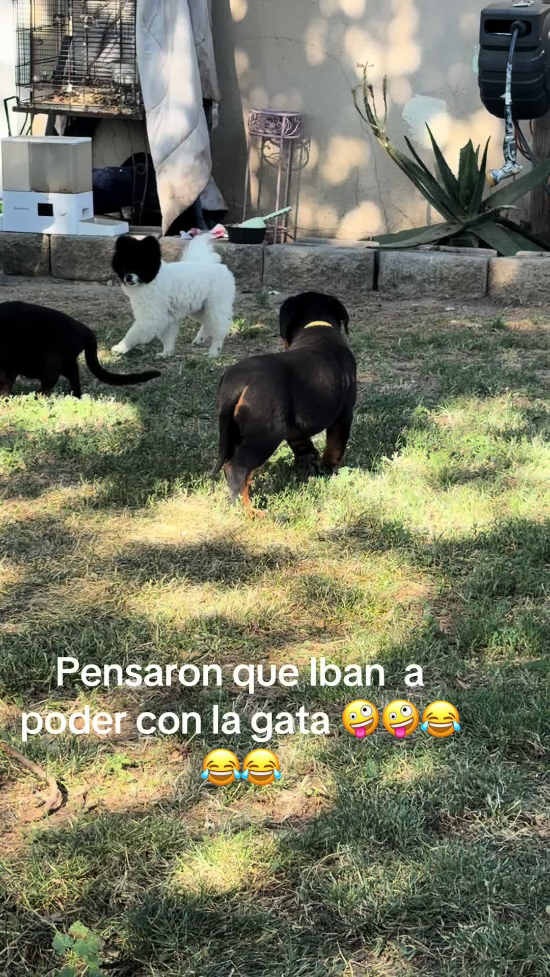 @✨VON DER MU&Ntilde;OZ ROTT&rsquo;S✨