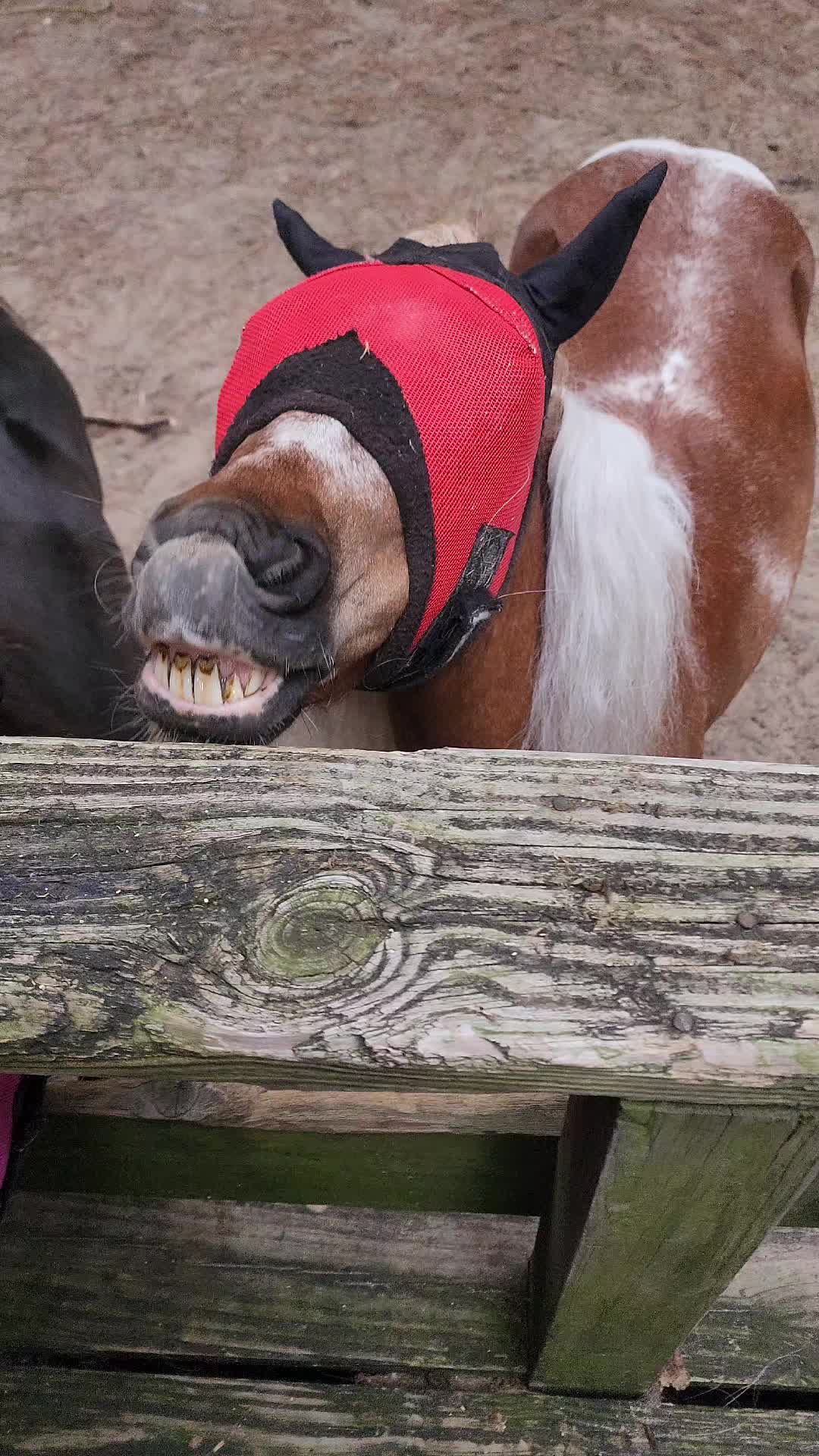 @minihorsemomandtrainer🐴🐴🐴🐴