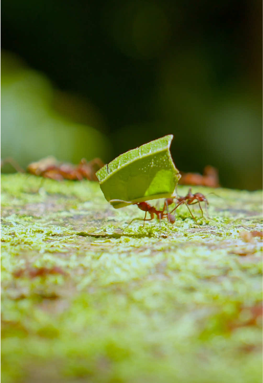 @Kai Meyer | Wildlife Filmmaker