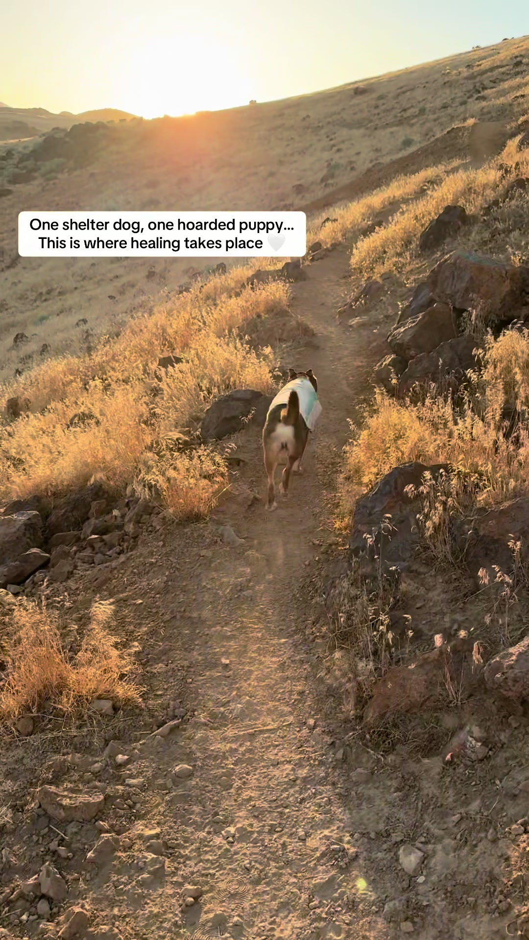 @slowdayzwithdogs