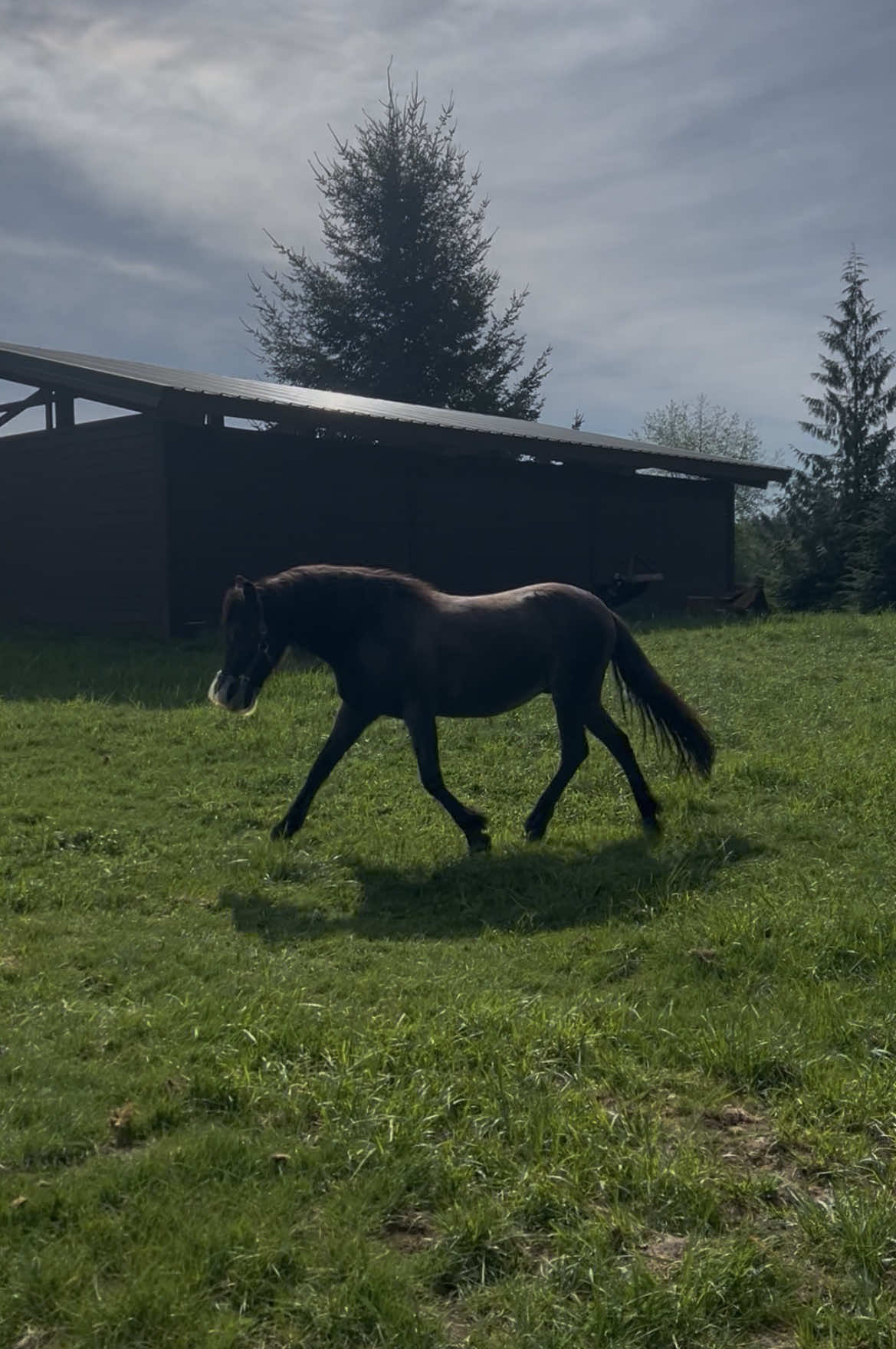 @Viv’s Ponies