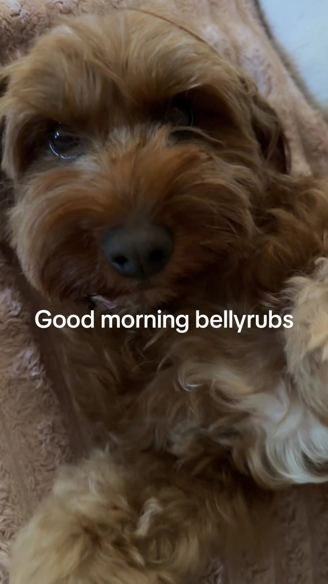@Teddy the cutie pie