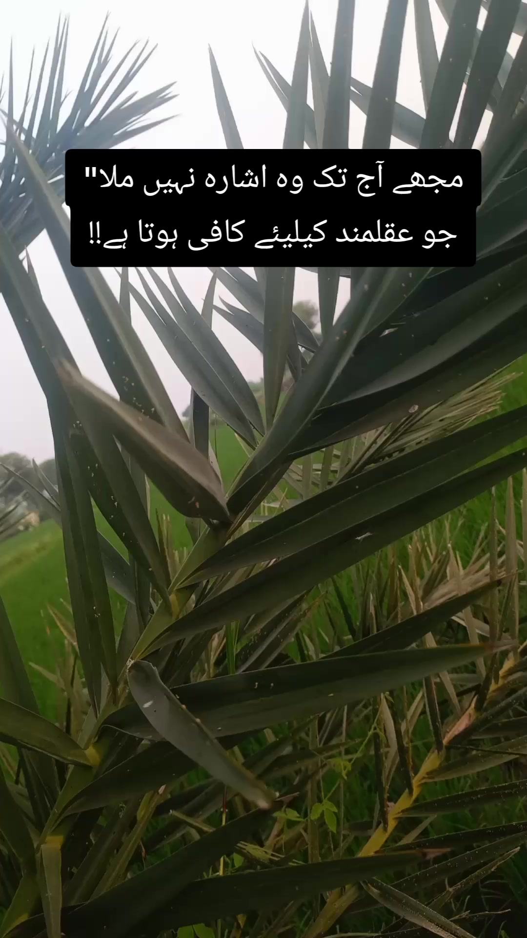 @═✶✦࿐Ɀ𝗶ᗪ𝚒✯᭄𝝝𝐣𝐣𝚒✦✶═