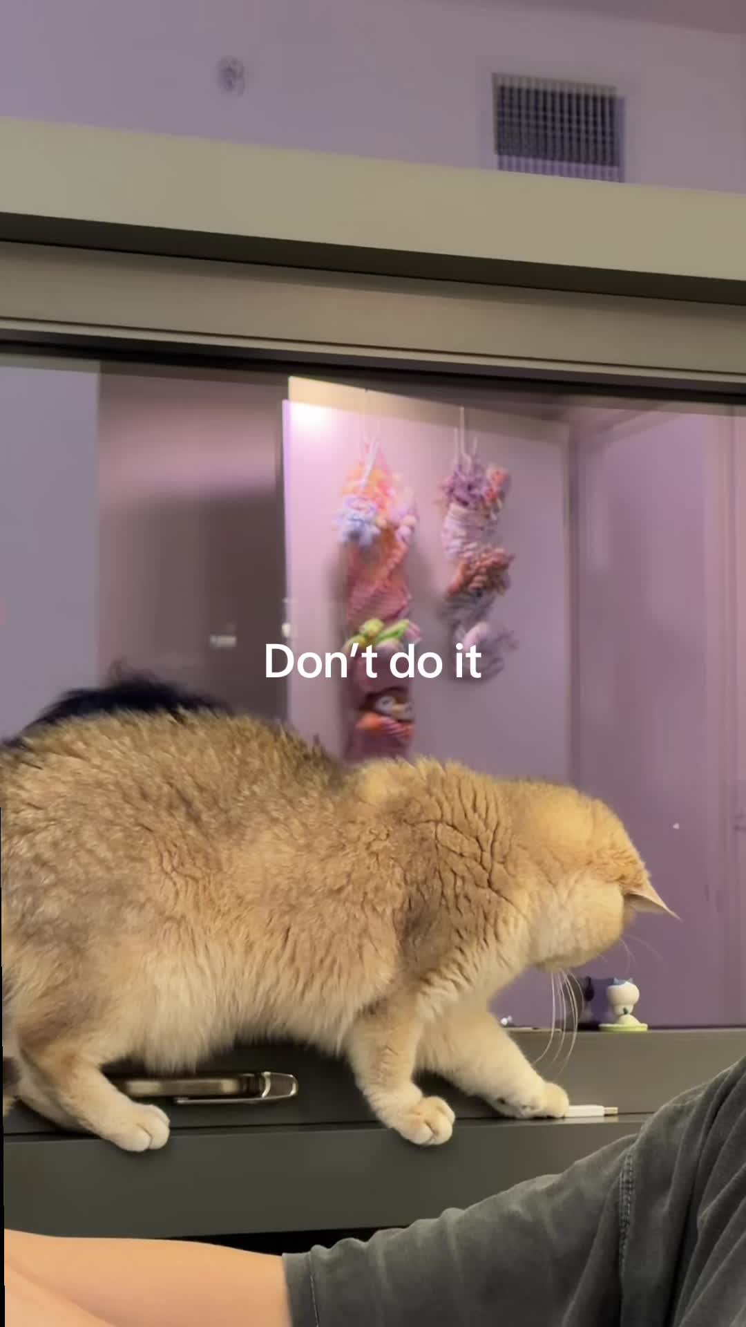@claire 🐹