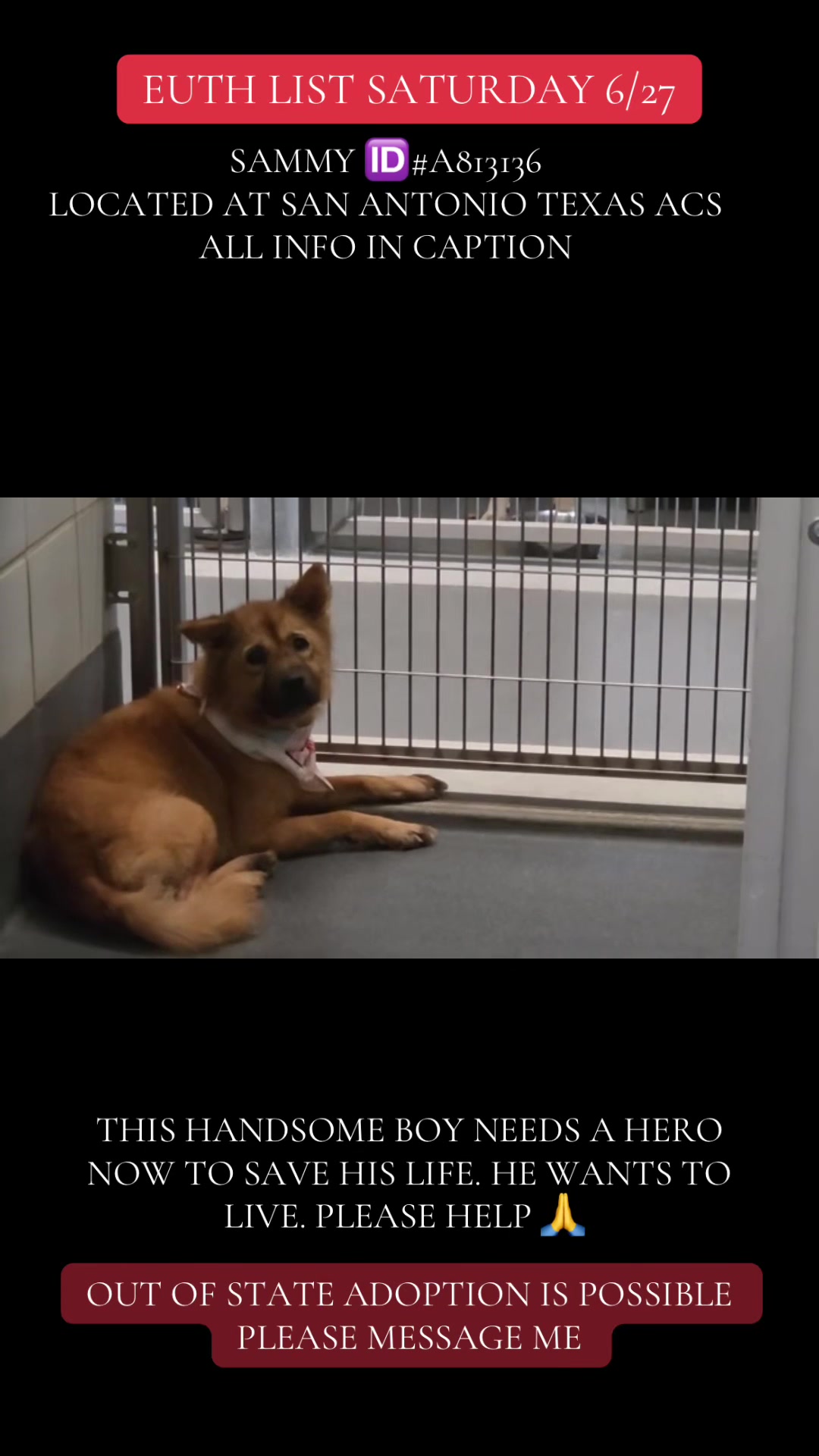 @@rescuedogs911