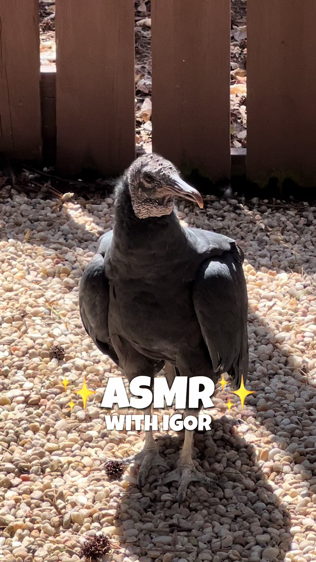@Carolina Raptor Center