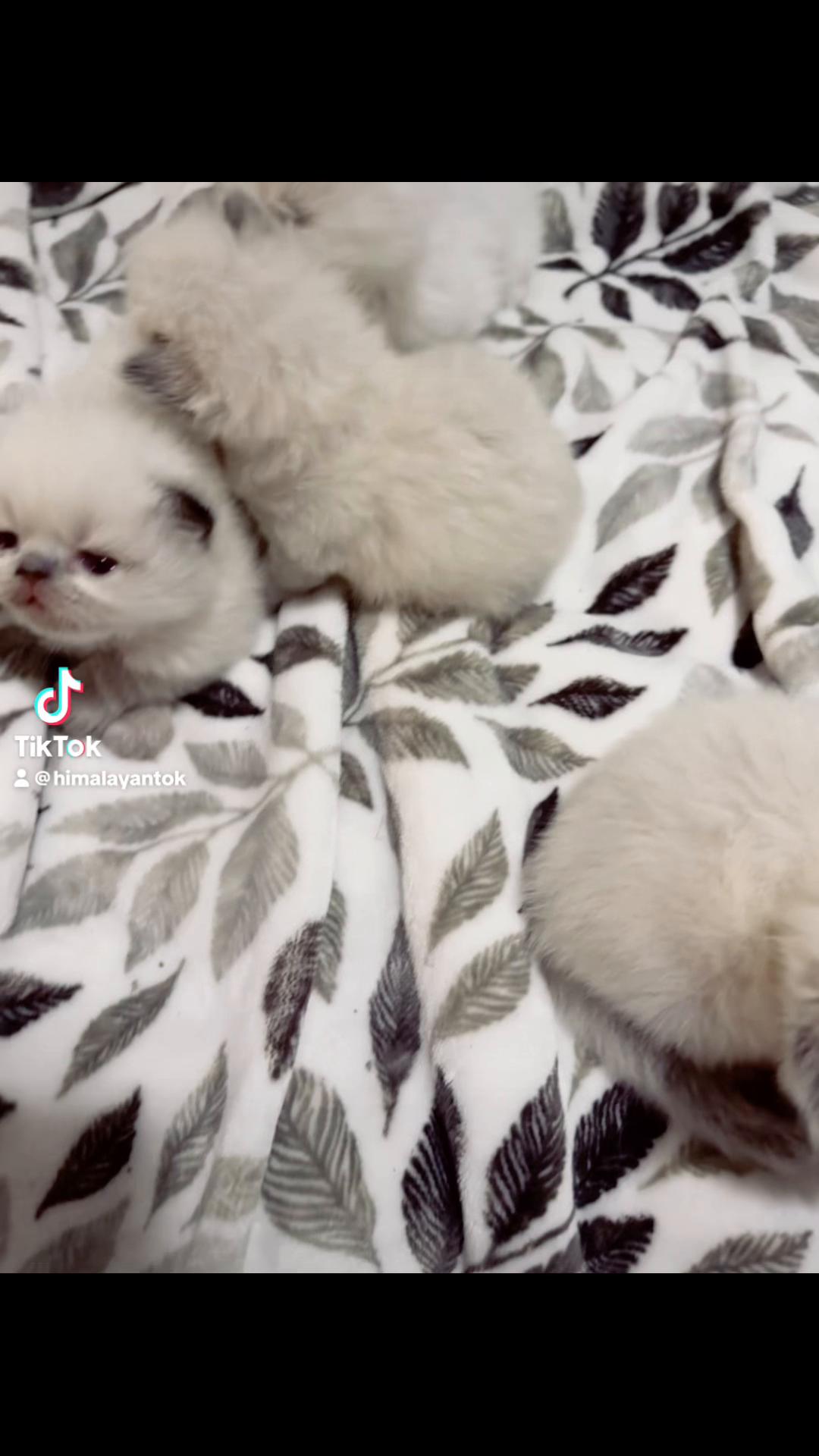 @PersianKitten