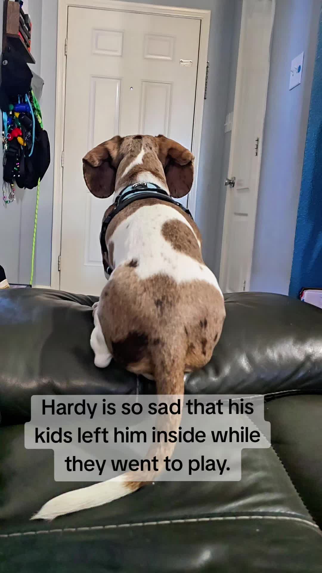 @Hardy the Hot Dog 🌭 🐾