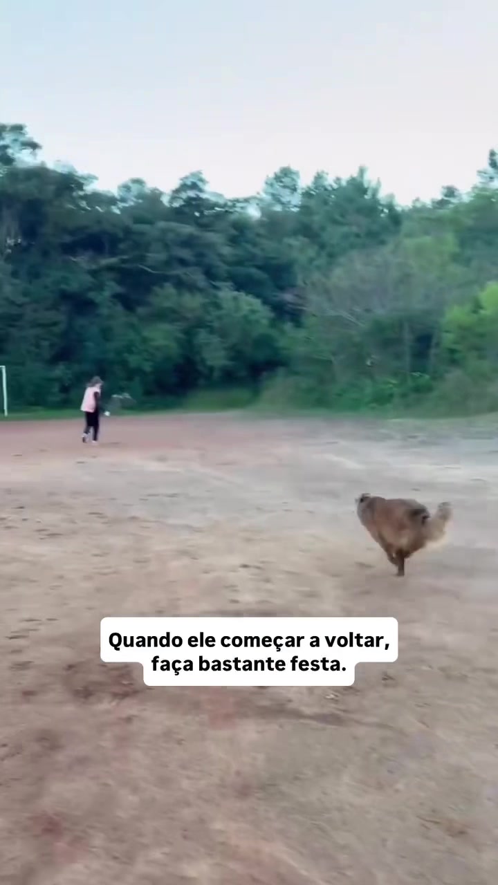 @dogsagaz