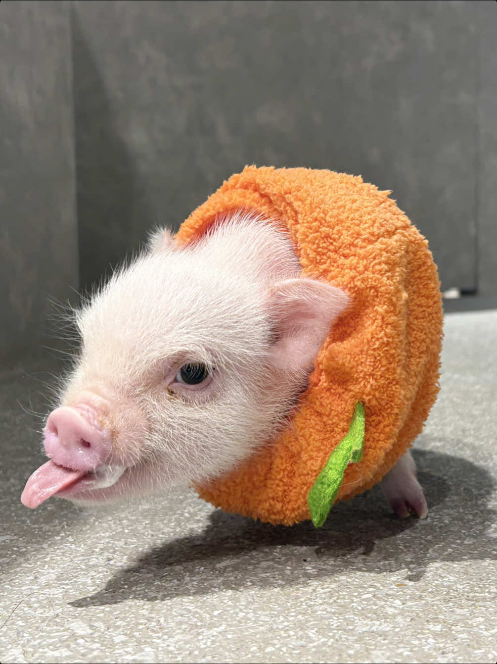 @pignic