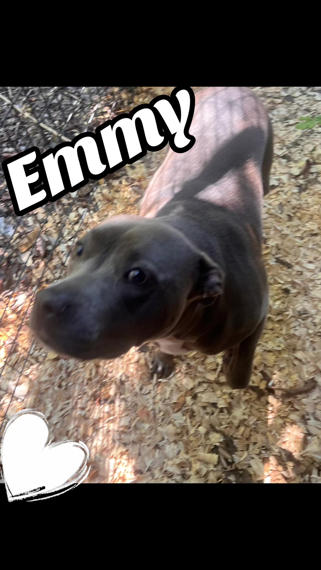 @Angie@k9kennels🐾