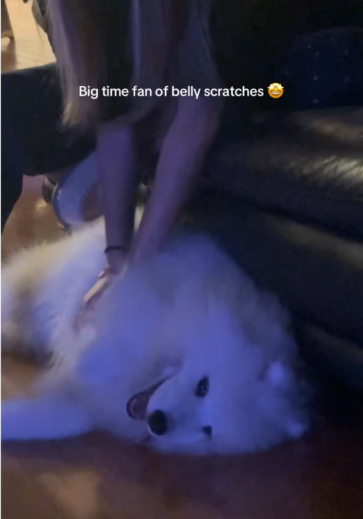 @Mishka the Samoyed