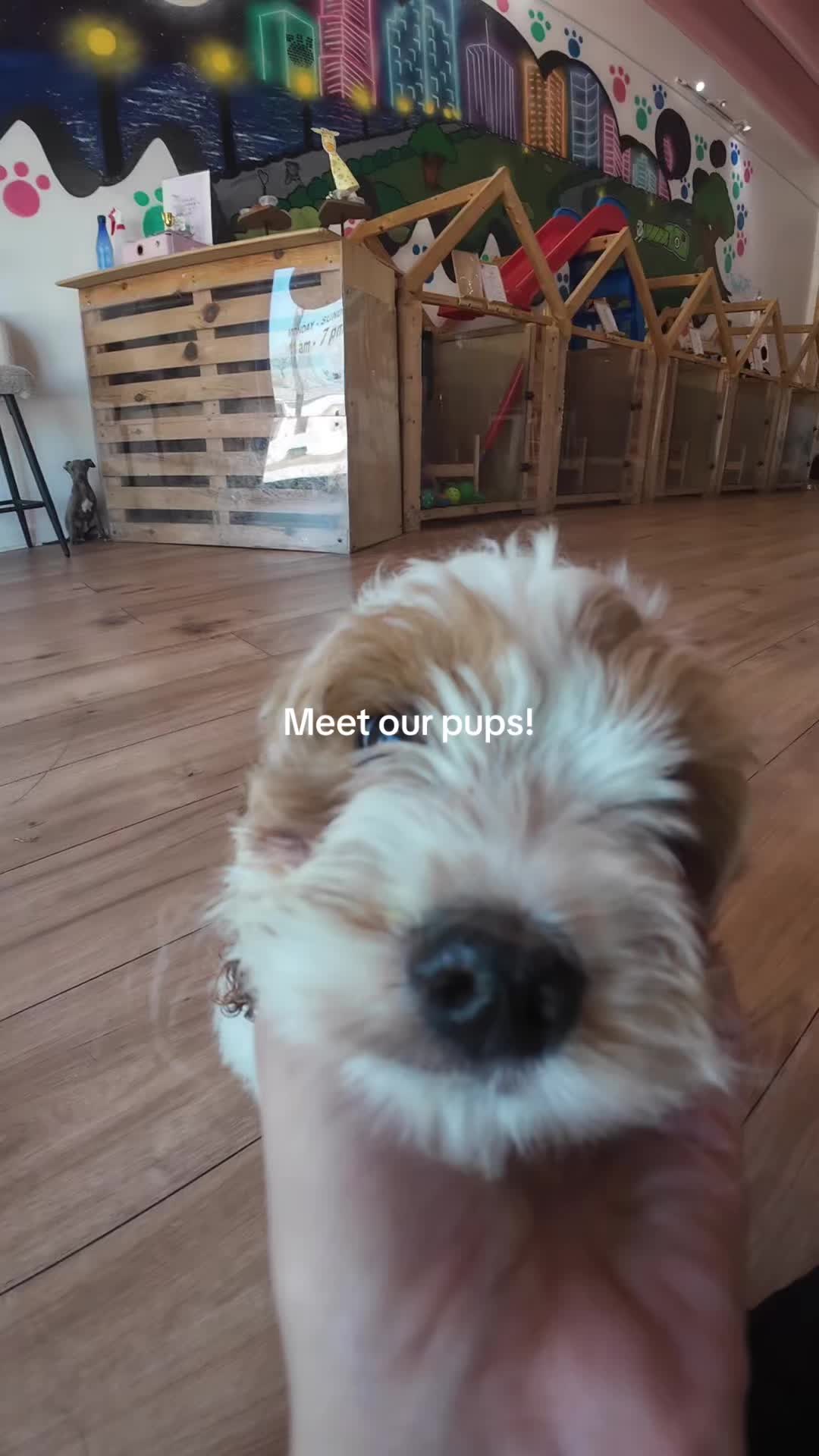 @Puppy City