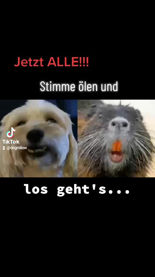 @DogMilow