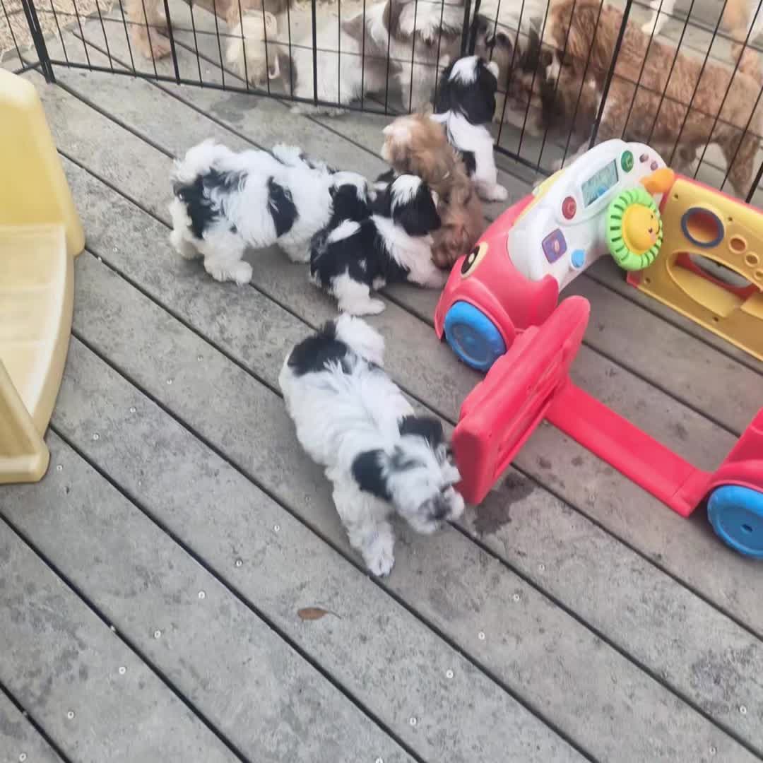 @Barb's Precious Pups