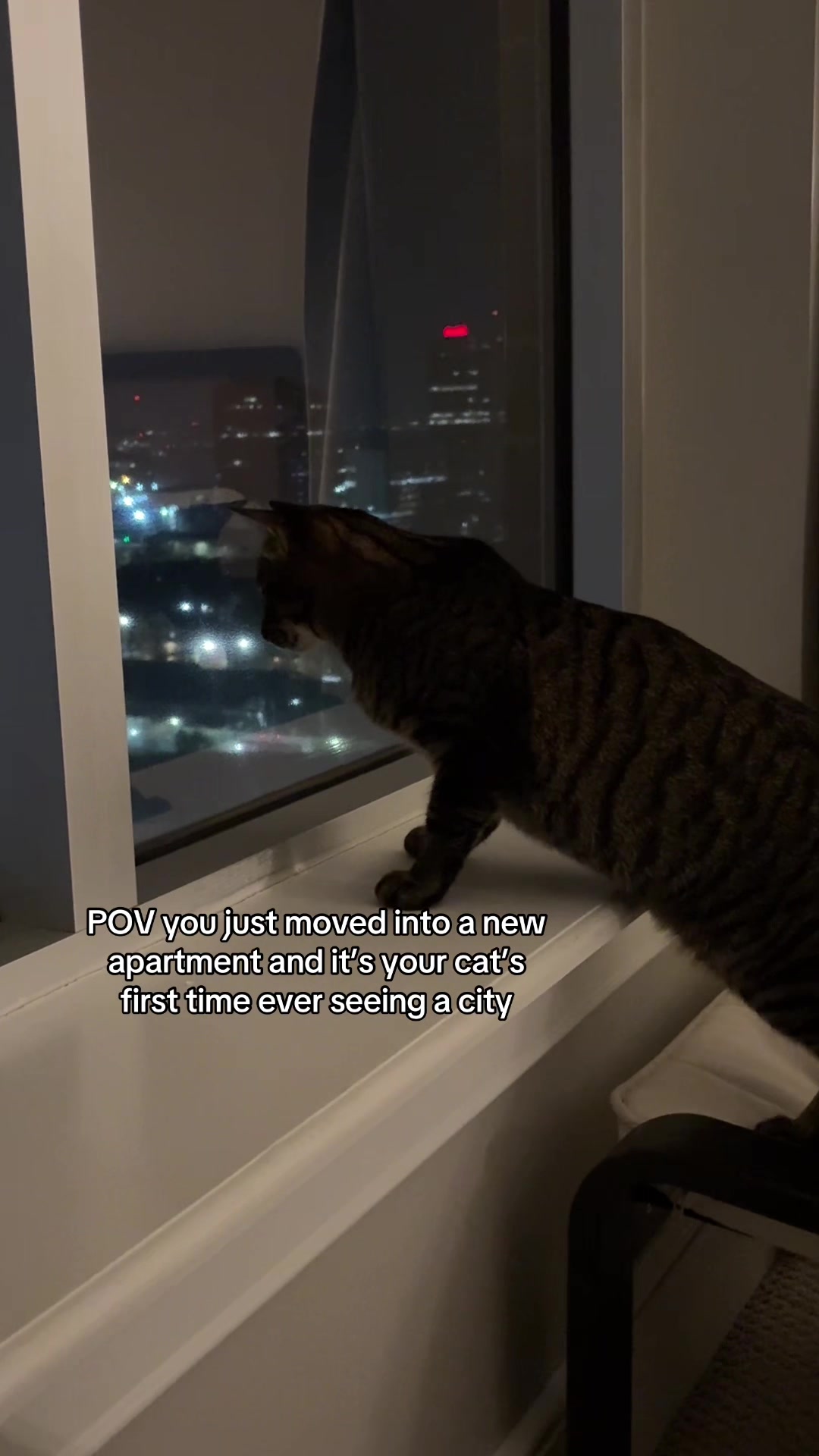 @Quinn The Calico