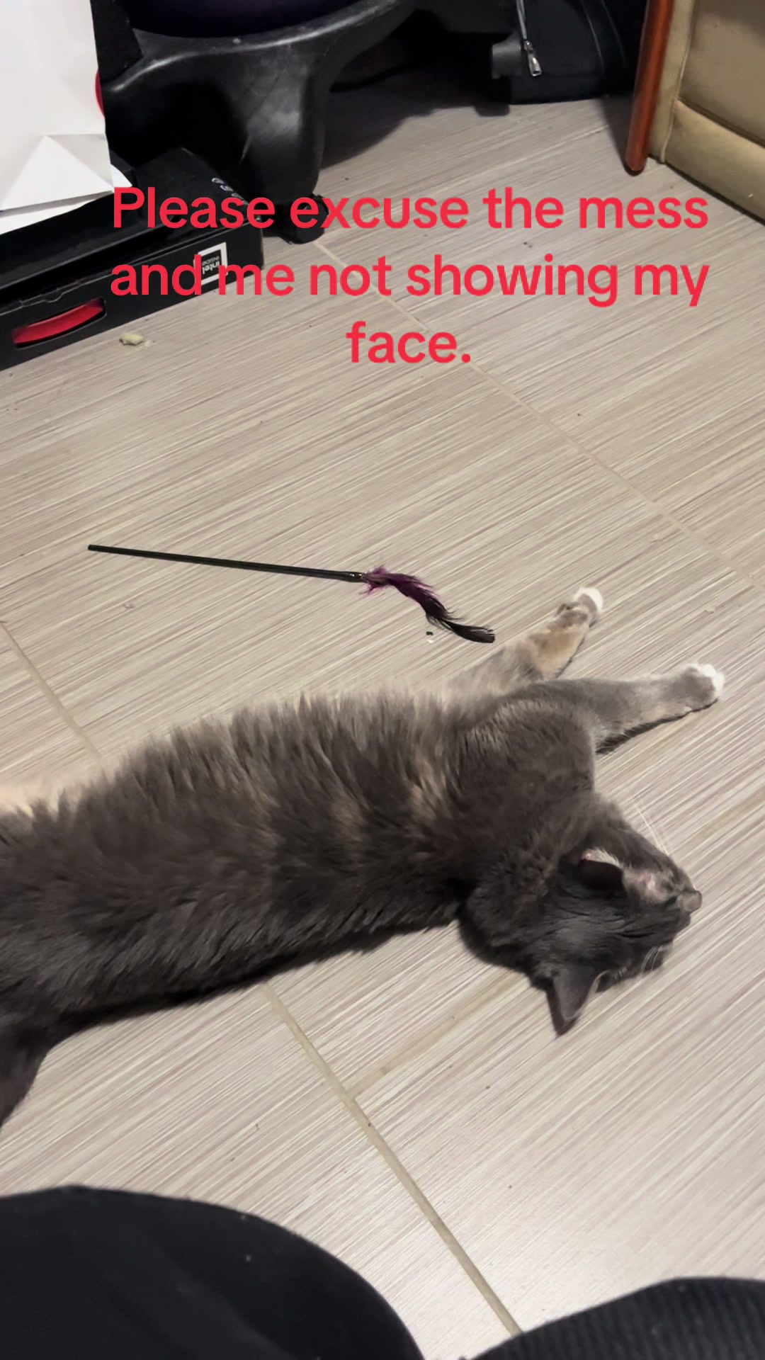 @roxyredcat