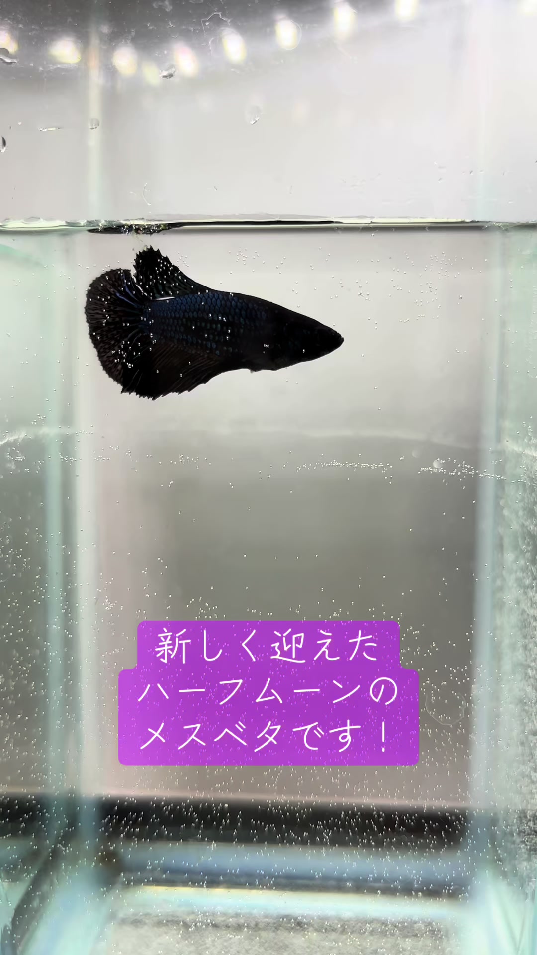 @ちあ🐠🫧